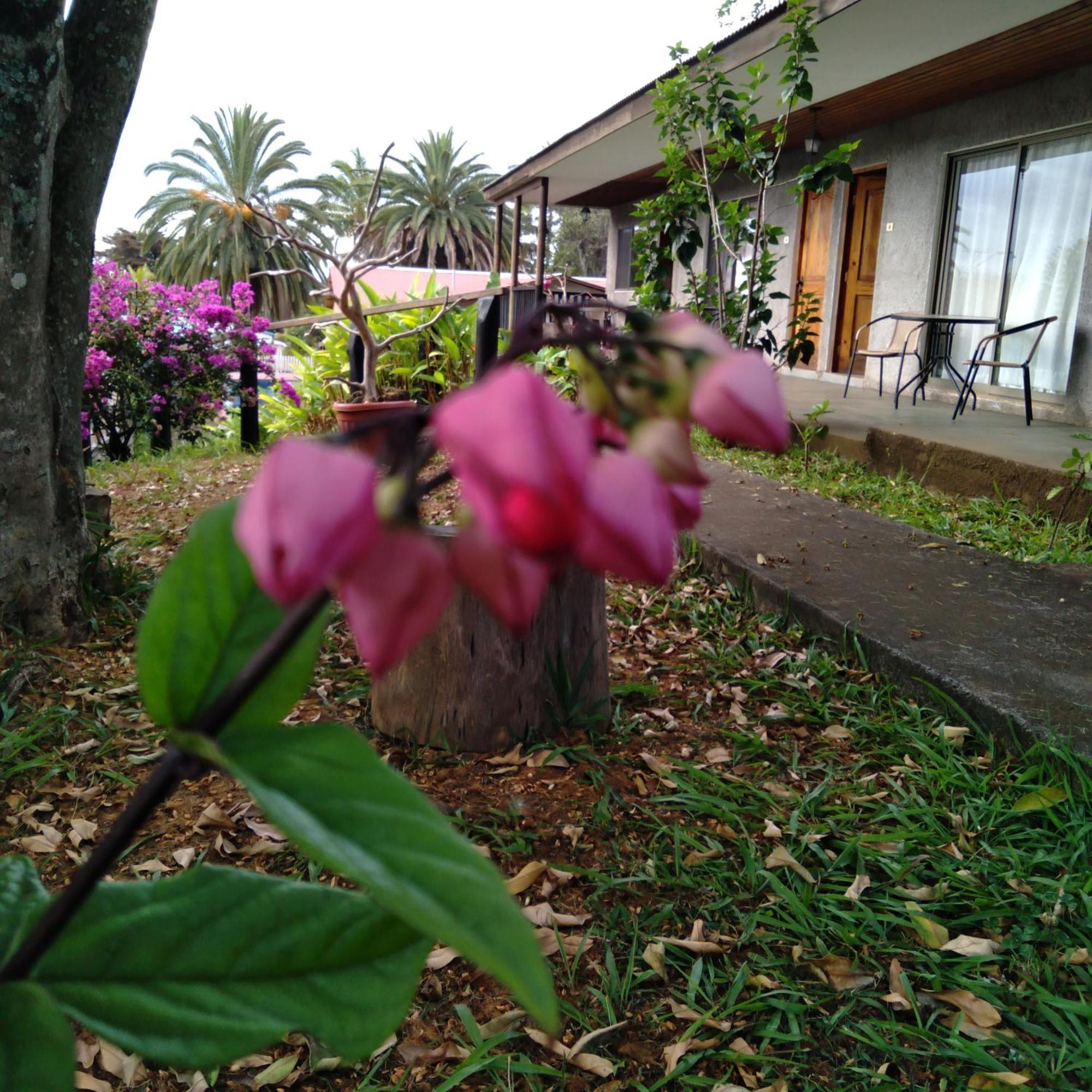 Hostal Tu'U Koihu Hanga Roa Exteriör bild